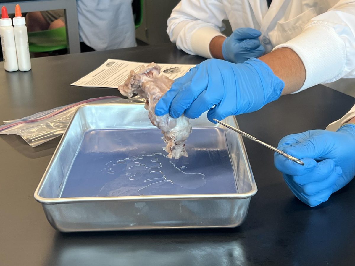 What Lies Within: Sheep Brains